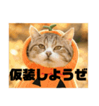 春夏秋冬猫（個別スタンプ：22）
