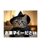 春夏秋冬猫（個別スタンプ：24）