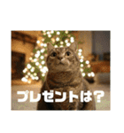 春夏秋冬猫（個別スタンプ：30）