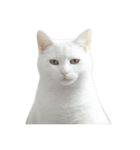 言いたいことありそう猫（個別スタンプ：1）