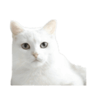 言いたいことありそう猫（個別スタンプ：2）
