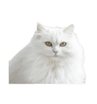 言いたいことありそう猫（個別スタンプ：3）