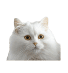 言いたいことありそう猫（個別スタンプ：4）