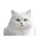 言いたいことありそう猫（個別スタンプ：5）