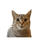 言いたいことありそう猫（個別スタンプ：27）