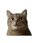 言いたいことありそう猫（個別スタンプ：30）