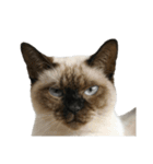 言いたいことありそう猫（個別スタンプ：39）