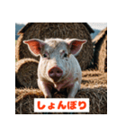 ブタさんの感情スタンプ（個別スタンプ：3）