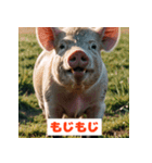 ブタさんの感情スタンプ（個別スタンプ：12）
