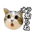 マンチカンのんちゃん実写猫スタンプ第3弾（個別スタンプ：2）
