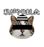 マンチカンのんちゃん実写猫スタンプ第3弾（個別スタンプ：3）