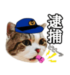 マンチカンのんちゃん実写猫スタンプ第3弾（個別スタンプ：4）