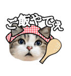 マンチカンのんちゃん実写猫スタンプ第3弾（個別スタンプ：5）