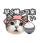 マンチカンのんちゃん実写猫スタンプ第3弾（個別スタンプ：6）