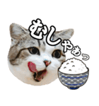 マンチカンのんちゃん実写猫スタンプ第3弾（個別スタンプ：7）
