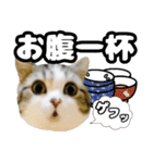 マンチカンのんちゃん実写猫スタンプ第3弾（個別スタンプ：8）