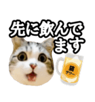 マンチカンのんちゃん実写猫スタンプ第3弾（個別スタンプ：10）