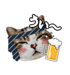 マンチカンのんちゃん実写猫スタンプ第3弾（個別スタンプ：11）