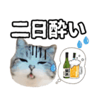 マンチカンのんちゃん実写猫スタンプ第3弾（個別スタンプ：12）