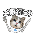 マンチカンのんちゃん実写猫スタンプ第3弾（個別スタンプ：13）