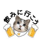 マンチカンのんちゃん実写猫スタンプ第3弾（個別スタンプ：14）