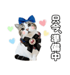 マンチカンのんちゃん実写猫スタンプ第3弾（個別スタンプ：15）
