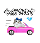 マンチカンのんちゃん実写猫スタンプ第3弾（個別スタンプ：16）