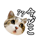 マンチカンのんちゃん実写猫スタンプ第3弾（個別スタンプ：18）