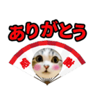 マンチカンのんちゃん実写猫スタンプ第3弾（個別スタンプ：19）