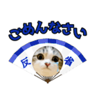 マンチカンのんちゃん実写猫スタンプ第3弾（個別スタンプ：20）