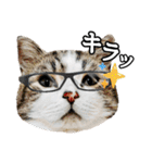 マンチカンのんちゃん実写猫スタンプ第3弾（個別スタンプ：21）