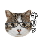 マンチカンのんちゃん実写猫スタンプ第3弾（個別スタンプ：22）