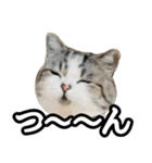 マンチカンのんちゃん実写猫スタンプ第3弾（個別スタンプ：23）