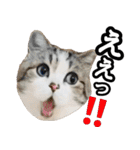 マンチカンのんちゃん実写猫スタンプ第3弾（個別スタンプ：24）
