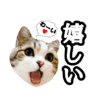 マンチカンのんちゃん実写猫スタンプ第3弾（個別スタンプ：25）