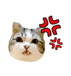 マンチカンのんちゃん実写猫スタンプ第3弾（個別スタンプ：26）