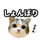 マンチカンのんちゃん実写猫スタンプ第3弾（個別スタンプ：27）