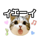 マンチカンのんちゃん実写猫スタンプ第3弾（個別スタンプ：28）