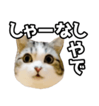 マンチカンのんちゃん実写猫スタンプ第3弾（個別スタンプ：29）