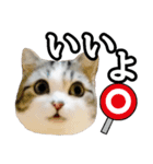 マンチカンのんちゃん実写猫スタンプ第3弾（個別スタンプ：30）