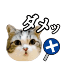 マンチカンのんちゃん実写猫スタンプ第3弾（個別スタンプ：31）