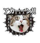 マンチカンのんちゃん実写猫スタンプ第3弾（個別スタンプ：32）