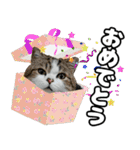 マンチカンのんちゃん実写猫スタンプ第3弾（個別スタンプ：34）