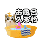 マンチカンのんちゃん実写猫スタンプ第3弾（個別スタンプ：37）