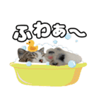 マンチカンのんちゃん実写猫スタンプ第3弾（個別スタンプ：38）