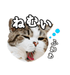 マンチカンのんちゃん実写猫スタンプ第3弾（個別スタンプ：39）
