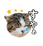 マンチカンのんちゃん実写猫スタンプ第3弾（個別スタンプ：40）