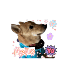イッヌのチビ（別名ミソ）Cute dog Chibi（個別スタンプ：1）