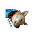 イッヌのチビ（別名ミソ）Cute dog Chibi（個別スタンプ：2）