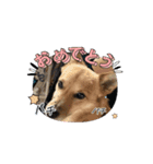イッヌのチビ（別名ミソ）Cute dog Chibi（個別スタンプ：5）